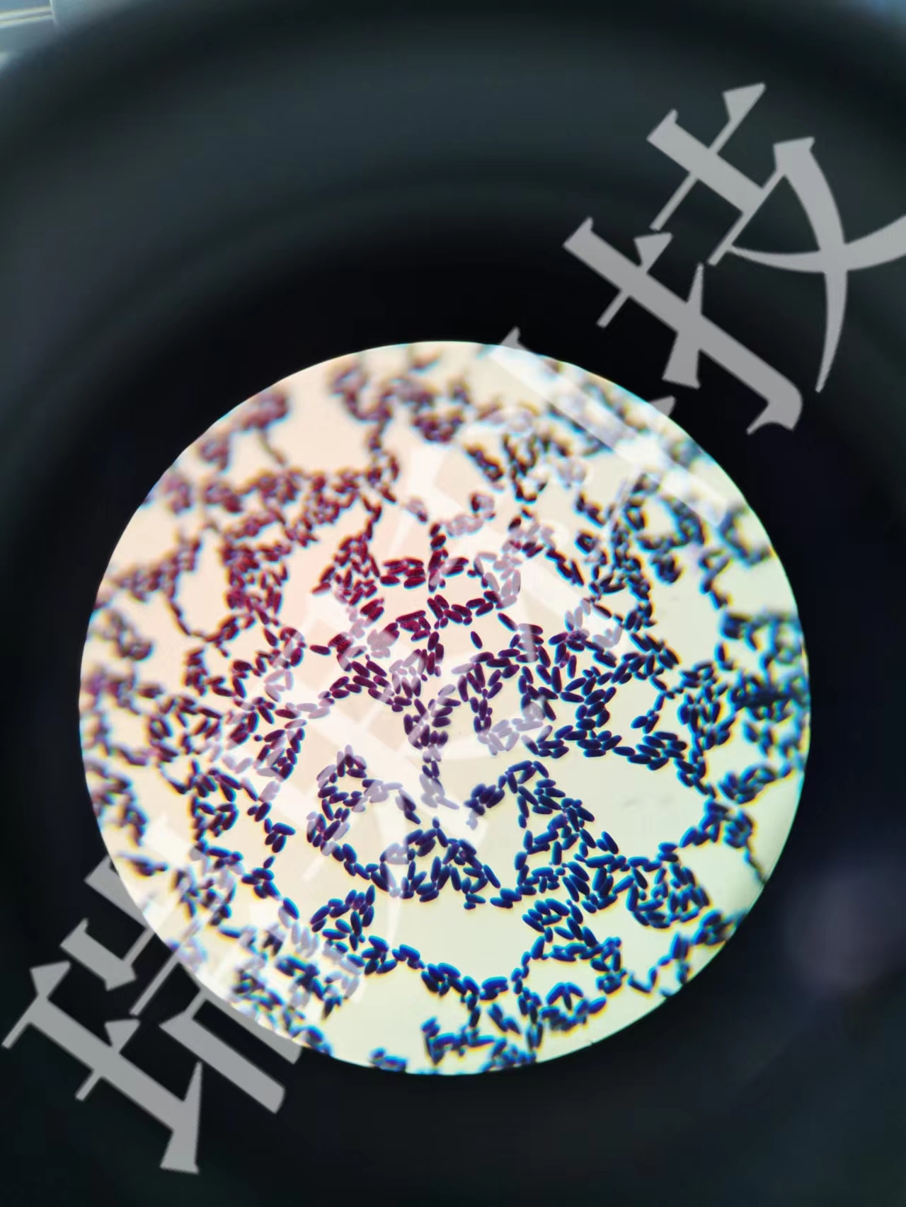 酵母菌革蘭氏染色